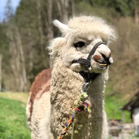 Prázdninový dům Alpensportchalet *