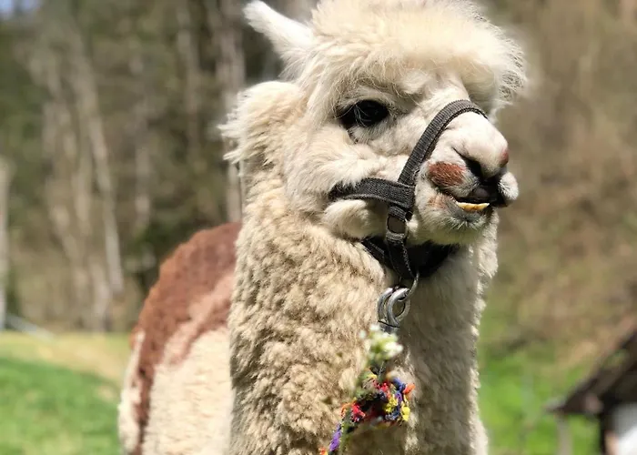 Tatil Evi Alpensportchalet *